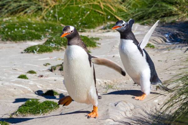 Falkland Islands